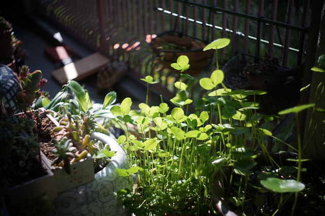 DSC01361.jpg