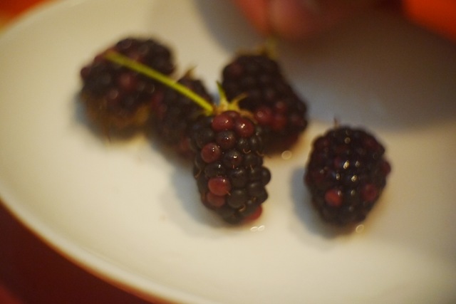 P1000530.jpg